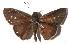  (Cobalopsis nero - 15-SRNP-20525)  @14 [ ] CreativeCommons  Attribution Non-Commercial Share-Alike (2016) Unspecified Guanacaste Dry Forest Conservation Fund