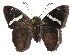  ( - 15-SRNP-20695)  @14 [ ] CreativeCommons  Attribution Non-Commercial Share-Alike (2016) Unspecified Guanacaste Dry Forest Conservation Fund