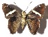  ( - 15-SRNP-20695)  @14 [ ] CreativeCommons  Attribution Non-Commercial Share-Alike (2016) Unspecified Guanacaste Dry Forest Conservation Fund