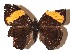  ( - 15-SRNP-20906)  @13 [ ] CreativeCommons  Attribution Non-Commercial Share-Alike (2017) Daniel H. Janzen Guanacaste Dry Forest Conservation Fund