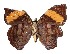  ( - 15-SRNP-20906)  @13 [ ] CreativeCommons  Attribution Non-Commercial Share-Alike (2017) Daniel H. Janzen Guanacaste Dry Forest Conservation Fund