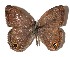  ( - 15-SRNP-21402)  @14 [ ] CreativeCommons  Attribution Non-Commercial Share-Alike (2017) Daniel H. Janzen Guanacaste Dry Forest Conservation Fund