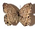  ( - 15-SRNP-21402)  @14 [ ] CreativeCommons  Attribution Non-Commercial Share-Alike (2017) Daniel H. Janzen Guanacaste Dry Forest Conservation Fund