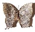  ( - 15-SRNP-21738)  @14 [ ] CreativeCommons  Attribution Non-Commercial Share-Alike (2017) Daniel H. Janzen Guanacaste Dry Forest Conservation Fund