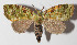  ( - 15-SRNP-246)  @14 [ ] CreativeCommons  Attribution Non-Commercial Share-Alike (2016) Unspecified Guanacaste Dry Forest Conservation Fund