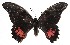  (Heraclides idaeus - 15-SRNP-26284)  @13 [ ] CreativeCommons  Attribution Non-Commercial Share-Alike (2017) Daniel H. Janzen Guanacaste Dry Forest Conservation Fund