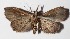 ( - 15-SRNP-30428)  @14 [ ] CreativeCommons  Attribution Non-Commercial Share-Alike (2016) Unspecified Guanacaste Dry Forest Conservation Fund
