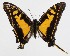  ( - 15-SRNP-30591)  @13 [ ] CreativeCommons  Attribution Non-Commercial Share-Alike (2016) Unspecified Guanacaste Dry Forest Conservation Fund