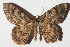  ( - 15-SRNP-30598)  @14 [ ] CreativeCommons  Attribution Non-Commercial Share-Alike (2016) Unspecified Guanacaste Dry Forest Conservation Fund