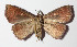  ( - 15-SRNP-30601)  @13 [ ] CreativeCommons  Attribution Non-Commercial Share-Alike (2016) Unspecified Guanacaste Dry Forest Conservation Fund