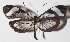  ( - 15-SRNP-30612)  @13 [ ] CreativeCommons  Attribution Non-Commercial Share-Alike (2016) Unspecified Guanacaste Dry Forest Conservation Fund