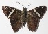  ( - 15-SRNP-30740)  @14 [ ] CreativeCommons  Attribution Non-Commercial Share-Alike (2016) Unspecified Guanacaste Dry Forest Conservation Fund