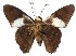  ( - 15-SRNP-35379)  @14 [ ] CreativeCommons  Attribution Non-Commercial Share-Alike (2016) Unspecified Guanacaste Dry Forest Conservation Fund