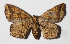  ( - 15-SRNP-40077)  @12 [ ] CreativeCommons  Attribution Non-Commercial Share-Alike (2016) Unspecified Guanacaste Dry Forest Conservation Fund