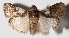  ( - 15-SRNP-45356)  @14 [ ] CreativeCommons  Attribution Non-Commercial Share-Alike (2016) Unspecified Guanacaste Dry Forest Conservation Fund