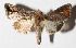  ( - 15-SRNP-70078)  @14 [ ] CreativeCommons  Attribution Non-Commercial Share-Alike (2016) Unspecified Guanacaste Dry Forest Conservation Fund