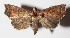  ( - 15-SRNP-70302)  @13 [ ] CreativeCommons  Attribution Non-Commercial Share-Alike (2016) Unspecified Guanacaste Dry Forest Conservation Fund