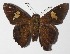  ( - 15-SRNP-70636)  @14 [ ] CreativeCommons  Attribution Non-Commercial Share-Alike (2016) Unspecified Guanacaste Dry Forest Conservation Fund