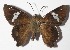  ( - 15-SRNP-70785)  @14 [ ] CreativeCommons  Attribution Non-Commercial Share-Alike (2016) Unspecified Guanacaste Dry Forest Conservation Fund