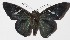  (Narcosius nazaraeus - 15-SRNP-70892)  @14 [ ] CreativeCommons  Attribution Non-Commercial Share-Alike (2016) Unspecified Guanacaste Dry Forest Conservation Fund