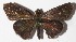  ( - 15-SRNP-70952)  @14 [ ] CreativeCommons  Attribution Non-Commercial Share-Alike (2016) Unspecified Guanacaste Dry Forest Conservation Fund