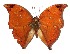  ( - 15-SRNP-71201)  @14 [ ] CreativeCommons  Attribution Non-Commercial Share-Alike (2017) Daniel H. Janzen Guanacaste Dry Forest Conservation Fund