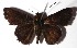  ( - 15-SRNP-71256)  @13 [ ] CreativeCommons  Attribution Non-Commercial Share-Alike (2017) Daniel H. Janzen Guanacaste Dry Forest Conservation Fund