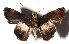  ( - 15-SRNP-71256)  @13 [ ] CreativeCommons  Attribution Non-Commercial Share-Alike (2017) Daniel H. Janzen Guanacaste Dry Forest Conservation Fund
