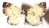  ( - 15-SRNP-71388)  @13 [ ] CreativeCommons  Attribution Non-Commercial Share-Alike (2017) Daniel H. Janzen Guanacaste Dry Forest Conservation Fund