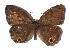  ( - 15-SRNP-72270)  @14 [ ] CreativeCommons  Attribution Non-Commercial Share-Alike (2017) Daniel H. Janzen Guanacaste Dry Forest Conservation Fund