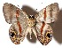 ( - 15-SRNP-72366)  @14 [ ] CreativeCommons  Attribution Non-Commercial Share-Alike (2017) Daniel H. Janzen Guanacaste Dry Forest Conservation Fund
