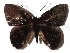  ( - 15-SRNP-72384)  @14 [ ] CreativeCommons  Attribution Non-Commercial Share-Alike (2017) Daniel H. Janzen Guanacaste Dry Forest Conservation Fund