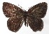  ( - 15-SRNP-72385)  @14 [ ] CreativeCommons  Attribution Non-Commercial Share-Alike (2017) Daniel H. Janzen Guanacaste Dry Forest Conservation Fund