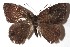  ( - 15-SRNP-72392)  @14 [ ] CreativeCommons  Attribution Non-Commercial Share-Alike (2017) Daniel H. Janzen Guanacaste Dry Forest Conservation Fund