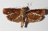  ( - 15-SRNP-80021)  @13 [ ] CreativeCommons  Attribution Non-Commercial Share-Alike (2016) Unspecified Guanacaste Dry Forest Conservation Fund