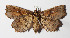  ( - 15-SRNP-80086)  @13 [ ] CreativeCommons  Attribution Non-Commercial Share-Alike (2016) Unspecified Guanacaste Dry Forest Conservation Fund