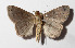  ( - 15-SRNP-80108)  @13 [ ] CreativeCommons  Attribution Non-Commercial Share-Alike (2016) Unspecified Guanacaste Dry Forest Conservation Fund