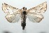  ( - 16-SRNP-102193)  @14 [ ] CreativeCommons  Attribution Non-Commercial Share-Alike (2017) Daniel H. Janzen Guanacaste Dry Forest Conservation Fund