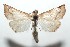  (Chilzela BioLep505 - 16-SRNP-102194)  @14 [ ] CreativeCommons  Attribution Non-Commercial Share-Alike (2017) Daniel H. Janzen Guanacaste Dry Forest Conservation Fund