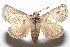  ( - 16-SRNP-102224)  @14 [ ] CreativeCommons  Attribution Non-Commercial Share-Alike (2017) Daniel H. Janzen Guanacaste Dry Forest Conservation Fund