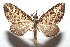  (Psaliodes - 16-SRNP-102266)  @15 [ ] CreativeCommons  Attribution Non-Commercial Share-Alike (2017) Daniel H. Janzen Guanacaste Dry Forest Conservation Fund