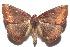  ( - 16-SRNP-102276)  @14 [ ] CreativeCommons  Attribution Non-Commercial Share-Alike (2017) Daniel H. Janzen Guanacaste Dry Forest Conservation Fund
