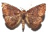  ( - 16-SRNP-102277)  @14 [ ] CreativeCommons  Attribution Non-Commercial Share-Alike (2017) Daniel H. Janzen Guanacaste Dry Forest Conservation Fund