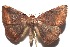  ( - 16-SRNP-102278)  @14 [ ] CreativeCommons  Attribution Non-Commercial Share-Alike (2017) Daniel H. Janzen Guanacaste Dry Forest Conservation Fund