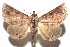  ( - 16-SRNP-102310)  @13 [ ] CreativeCommons  Attribution Non-Commercial Share-Alike (2017) Daniel H. Janzen Guanacaste Dry Forest Conservation Fund