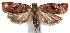  (Argyrotaenia BioLep114 - 16-SRNP-102380)  @14 [ ] CreativeCommons  Attribution Non-Commercial Share-Alike (2017) Daniel H. Janzen Guanacaste Dry Forest Conservation Fund
