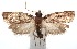  (Argyrotaenia BioLep119 - 16-SRNP-102381)  @14 [ ] CreativeCommons  Attribution Non-Commercial Share-Alike (2017) Daniel H. Janzen Guanacaste Dry Forest Conservation Fund