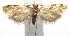 (Cochylina BioLep68 - 16-SRNP-102383)  @14 [ ] CreativeCommons  Attribution Non-Commercial Share-Alike (2017) Daniel H. Janzen Guanacaste Dry Forest Conservation Fund