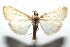  ( - 16-SRNP-102410)  @12 [ ] CreativeCommons  Attribution Non-Commercial Share-Alike (2017) Daniel H. Janzen Guanacaste Dry Forest Conservation Fund