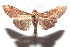  ( - 16-SRNP-102422)  @14 [ ] CreativeCommons  Attribution Non-Commercial Share-Alike (2017) Daniel H. Janzen Guanacaste Dry Forest Conservation Fund